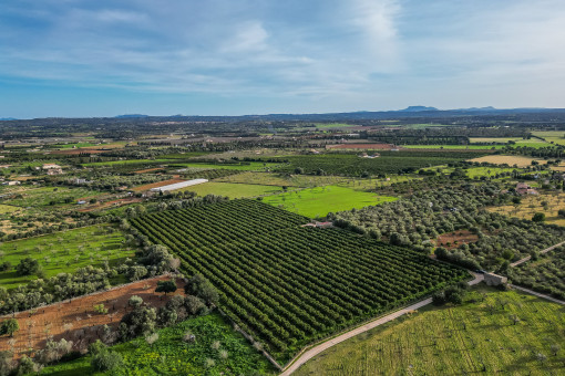 Vista de pájaro
