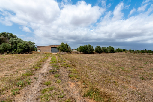 Campo