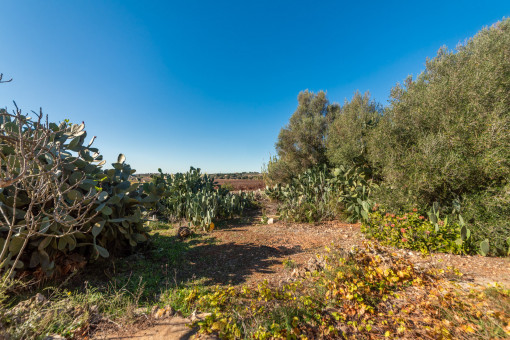 Jardín