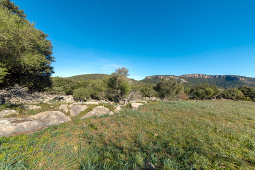 Jardín