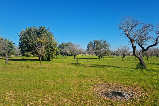 Terreno