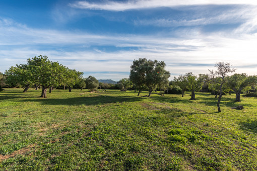 Jardín