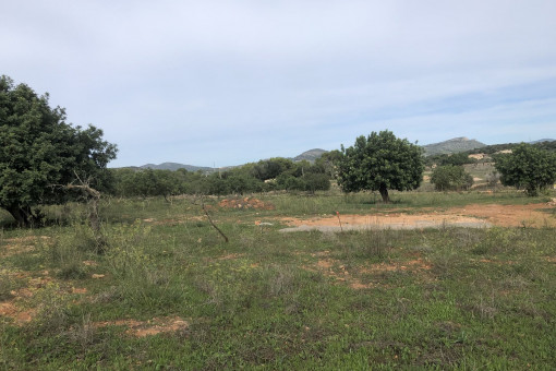 Terreno