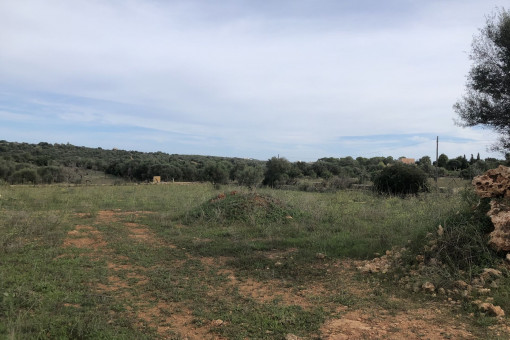 Terreno