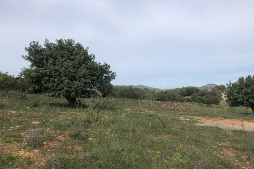 Terreno