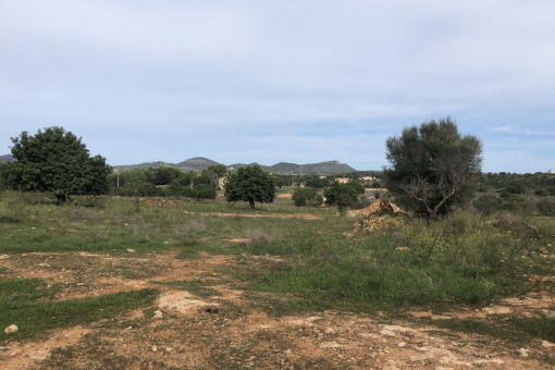 Terreno