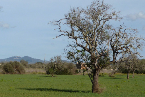 Terreno edificable
