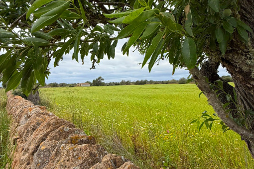 Finca Projecto Campos