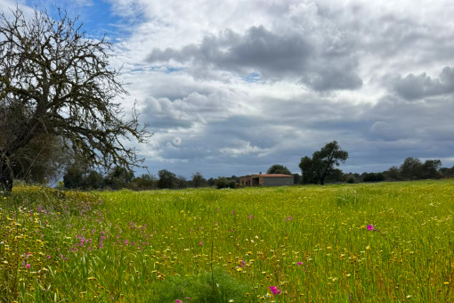 Finca Projecto Campos