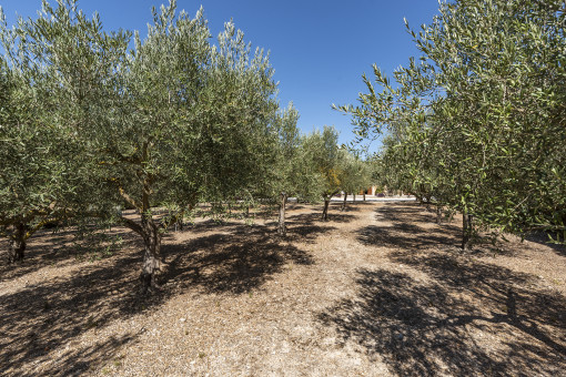 Olivar
