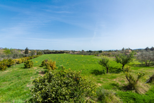 Vista