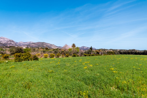 Vista