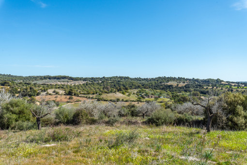 Vista