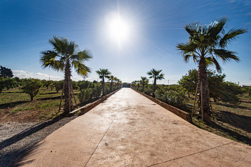 Camino de entrada