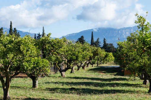 Naranjos