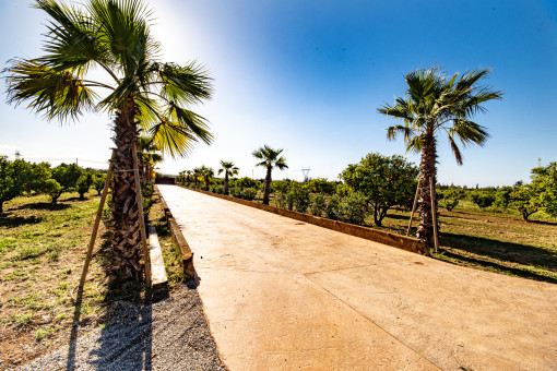 Camino de entrada