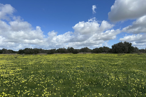 Terreno
