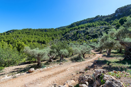 Terreno