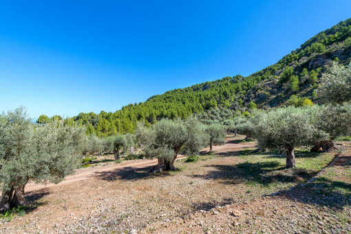 Terreno