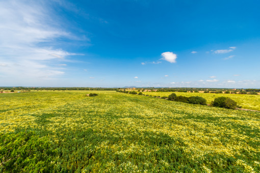 Campo