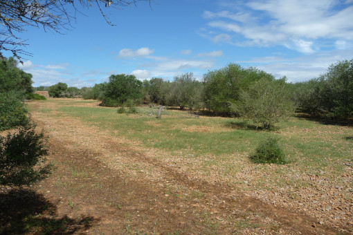 Solar en Porreres