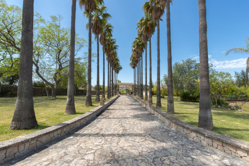 Gran entrada con palmeras