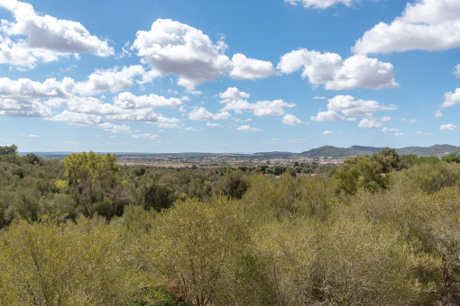 Vista