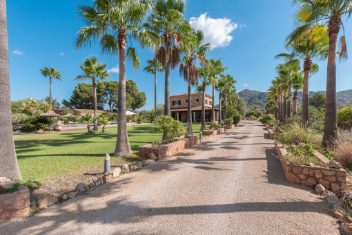 Paseo de palmeras