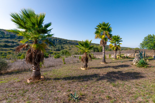 Finca en una reserva natural con palmeral