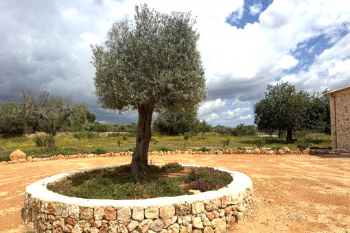 Finca Llucmajor Olive