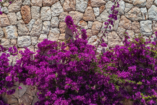 Elementos de piedra natural y buganvilla