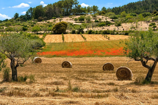 Entorno natural con campos, arbolado y carácter rural