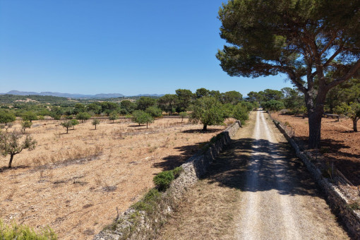 Camino
