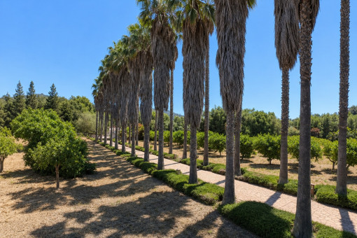 Camino bordeado de árboles con paisaje de jardín