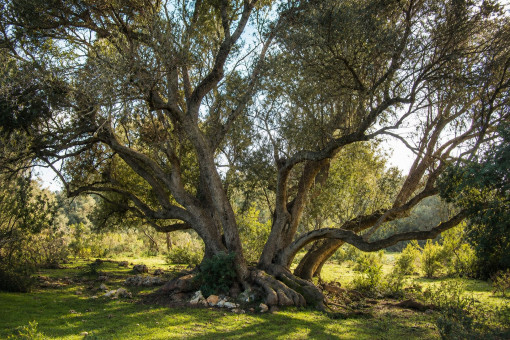 Vegetación arbórea mediterránea