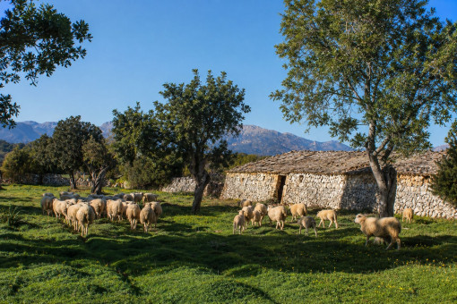 Agricultura tradicional en Son Marrón