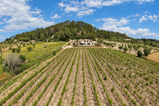 Viñedo privado en Montuïri, Mallorca