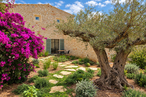 Olivo centenario en el jardín mediterráneo